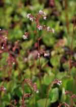 Linnakivirik Saxifraga x urbium - Image 2