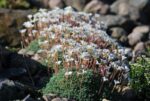 (Eesti) Elisabeti kivirik ’Rachel Young’ Saxifraga x elisabethae - Image 2