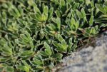(Eesti) Korpkivirik  Saxifraga crustata - Image 2