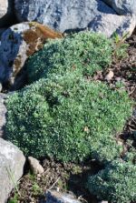 (Eesti) Korpkivirik  Saxifraga crustata