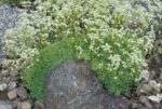 (Eesti) Kobarkivirik ’Cockscomb’ Saxifraga paniculata