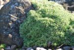 (Eesti) Kobarkivirik ’Cockscomb’ Saxifraga paniculata - Image 2