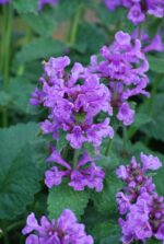 (Eesti) Suureõieline tõnnike Stachys macrantha