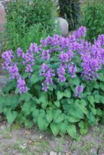 (Eesti) Suureõieline tõnnike Stachys macrantha — изображение 2