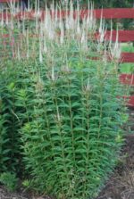 Virgiinia männasmailane 'Album' Veronicastrum virginicum - Image 3