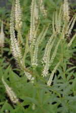 Virgiinia männasmailane 'Album' Veronicastrum virginicum
