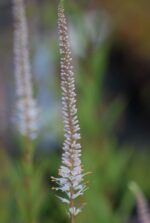 Virgiinia männasmailane 'Album' Veronicastrum virginicum - Image 2