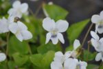 (Eesti) Liblikjas kannike 'Alba' Viola sororia