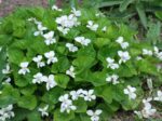 (Eesti) Liblikjas kannike 'Alba' Viola sororia - Image 2