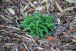 Kääbushosta  Hosta minor - Image 2