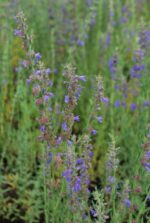 (Eesti) Harilik iisop Hyssopus officinalis