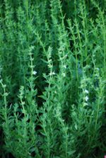 (Eesti) Harilik iisop ’Albus’ Hyssopus officinalis - Image 2