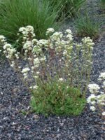 Kobarkivirik Saxifraga paniculata - Image 2