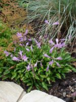 Kääbushosta  Hosta minor