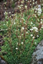 (Eesti) Korpkivirik  Saxifraga crustata - Image 3