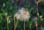 Süendermanni drüüas  Dryas x suendermanni - Image 3
