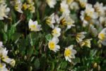 Süendermanni drüüas  Dryas x suendermanni