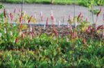 (Eesti) Lähis-ussitatar 'Darjeeling Red' Persicaria affinis — изображение 2