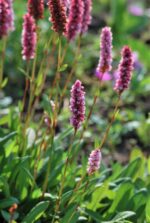 (Eesti) Lähis-ussitatar 'Darjeeling Red' Persicaria affinis