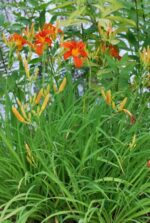 Ruuge päevaliilia Hemerocallis fulva - Image 2