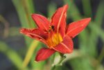 Ruuge päevaliilia Hemerocallis fulva