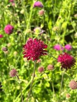 Makedoonia äiatar Knautia macedonica
