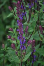 (Eesti) Metssalvei 'Caradonna' Salvia nemorosa - Image 2
