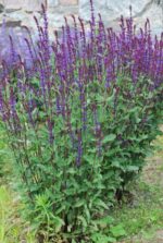 (Eesti) Metssalvei 'Caradonna' Salvia nemorosa
