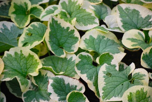 (Eesti) Suurelehine brunnera 'Variegata' Brunnera macrophylla - Image 1