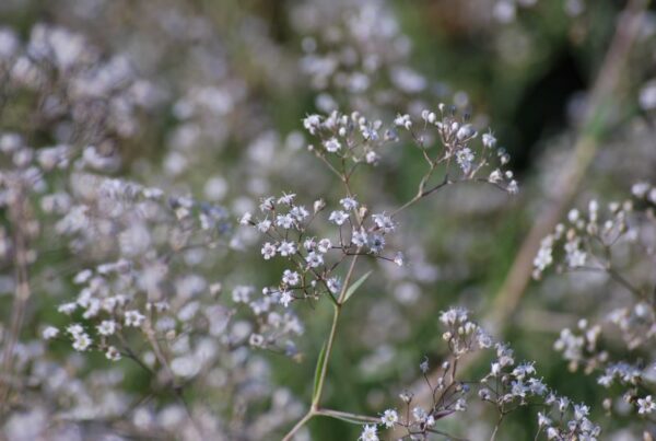 (Eesti) Pööris-kipslill  Gypsophila paniculata — изображение 1