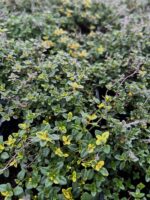 (Eesti) Sidrun-liivatee 'Sambesi'  Thymus x citriodorus