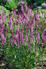 (Eesti) Metssalvei 'Caradonna Pink' Salvia nemorosa