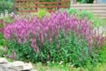 (Eesti) Metssalvei 'Caradonna Pink' Salvia nemorosa - Image 2