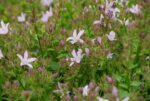 (Eesti) Požarski kellukas 'Lisduggan Variety' Campanula poscharskyana