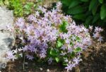 (Eesti) Požarski kellukas 'Lisduggan Variety' Campanula poscharskyana - Image 2