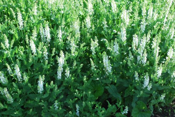 Metssalvei 'Schneehügel' Salvia nemorosa - Image 1