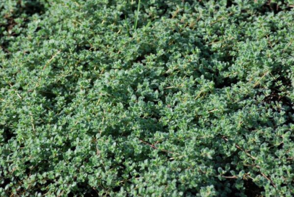 (Eesti) Lühivillane liivatee Thymus pseudolanuginosus — изображение 1