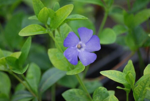 Väike igihali  Vinca minor - Image 1