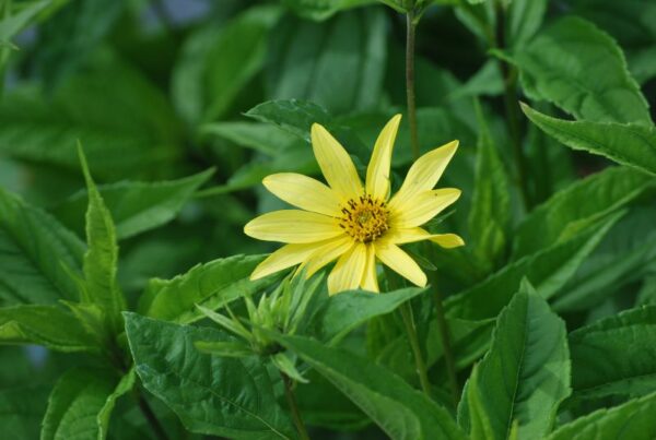 Päevalill 'Lemon Queen' Helianthus - Image 1