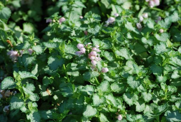 (Eesti) Täpiline iminõges 'Pink Pewter' Lamium maculatum - Image 1