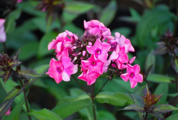 (Eesti) Aed-leeklill 'Sweet Summer Dream' Phlox paniculata - Image 1