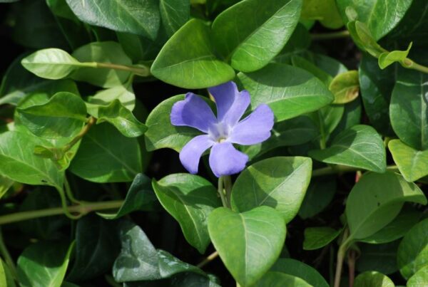 Väike igihali 'Bowles Variety' Vinca minor - Image 1