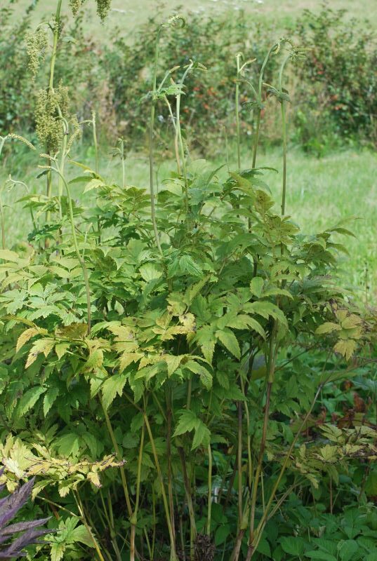Actae White Pearl Liht-lursslill 'White Pearl' Actaea simplex - Image 1