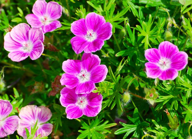 Geranium Elke Verev kurereha 'Elke' Geranium sanguineum - Image 1