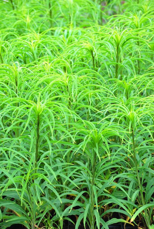 Helianthus salicifolius (Eesti) Hiid-päevalill Helianthus salicifolius - Image 1
