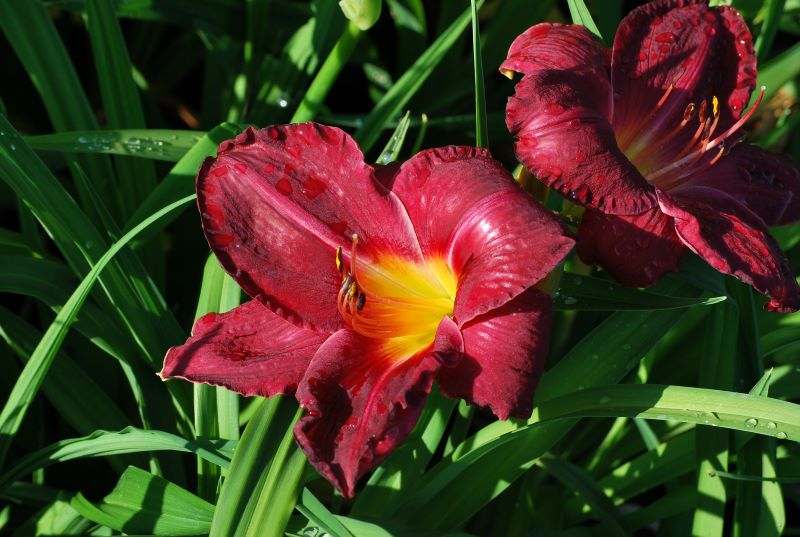 Hemerocallis Chicagi A Aed-päevaliilia 'Chicago Apache' Hemerocallis hybrida - Image 1