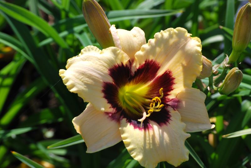 Hemerocallis Moolit Maquerade Aed-päevaliilia 'Moonlit Masquerade' Hemerocallis hybrida - Image 1
