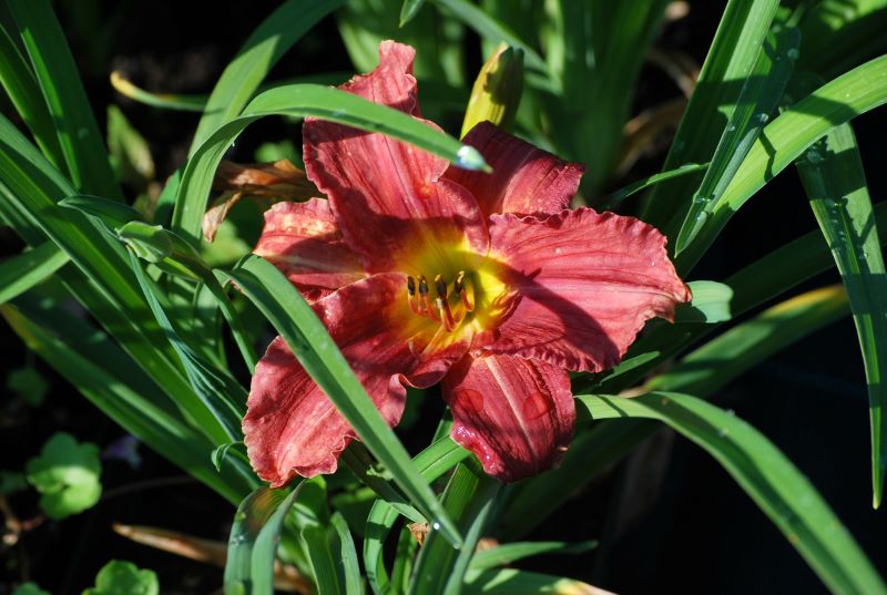 Hemerocallis Rosy R Aed-päevaliilia ’Rosy Returns’ Hemerocallis hybrida - Image 1