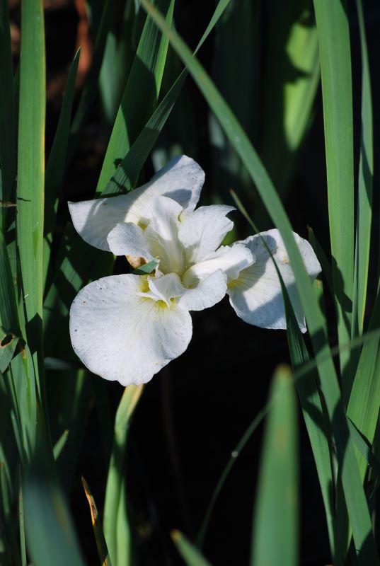 Iris Dreaming Green Siberi iiris 'Dreaming Green' Iris sibirica - Image 1