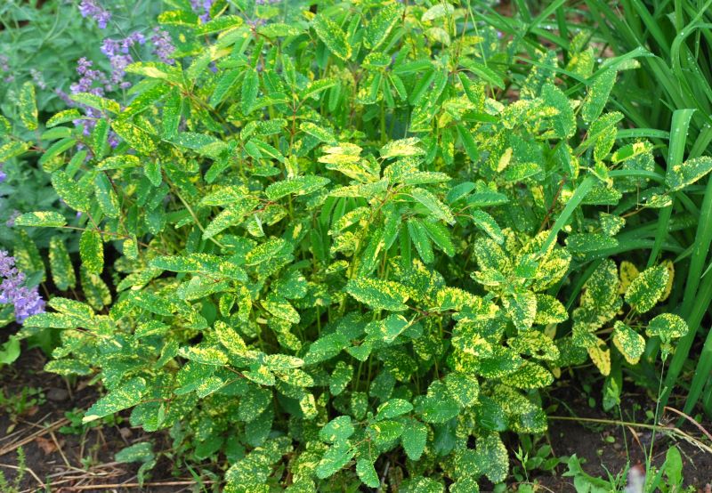 Sanguisorba Lemon Splash (Eesti) Ürt-punanupp 'Lemon Splash' Sanguisorba officinalis - Image 1